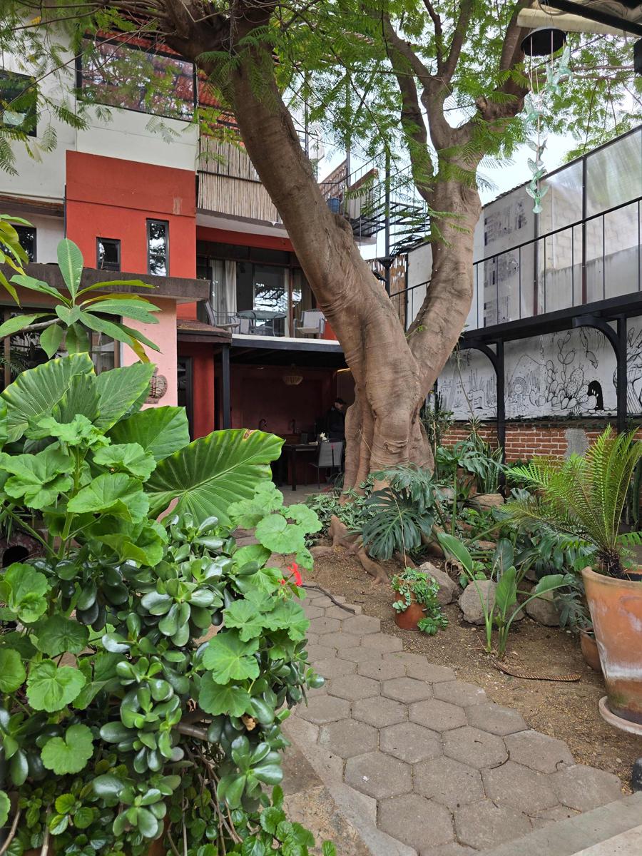 Casa del Árbol Hostel Xochimilco photo 1