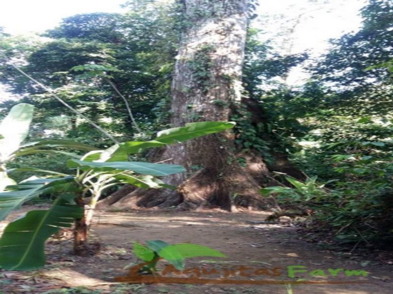 Rio Agujitas Eco Jungle Hostel, Camping and Tours photo 2