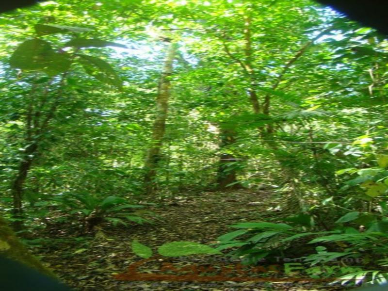 Rio Agujitas Eco Jungle Hostel, Camping and Tours photo 4