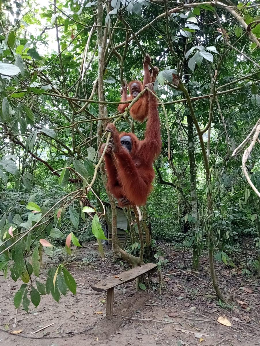 Orangutan Dream Jungle Trek photo 2