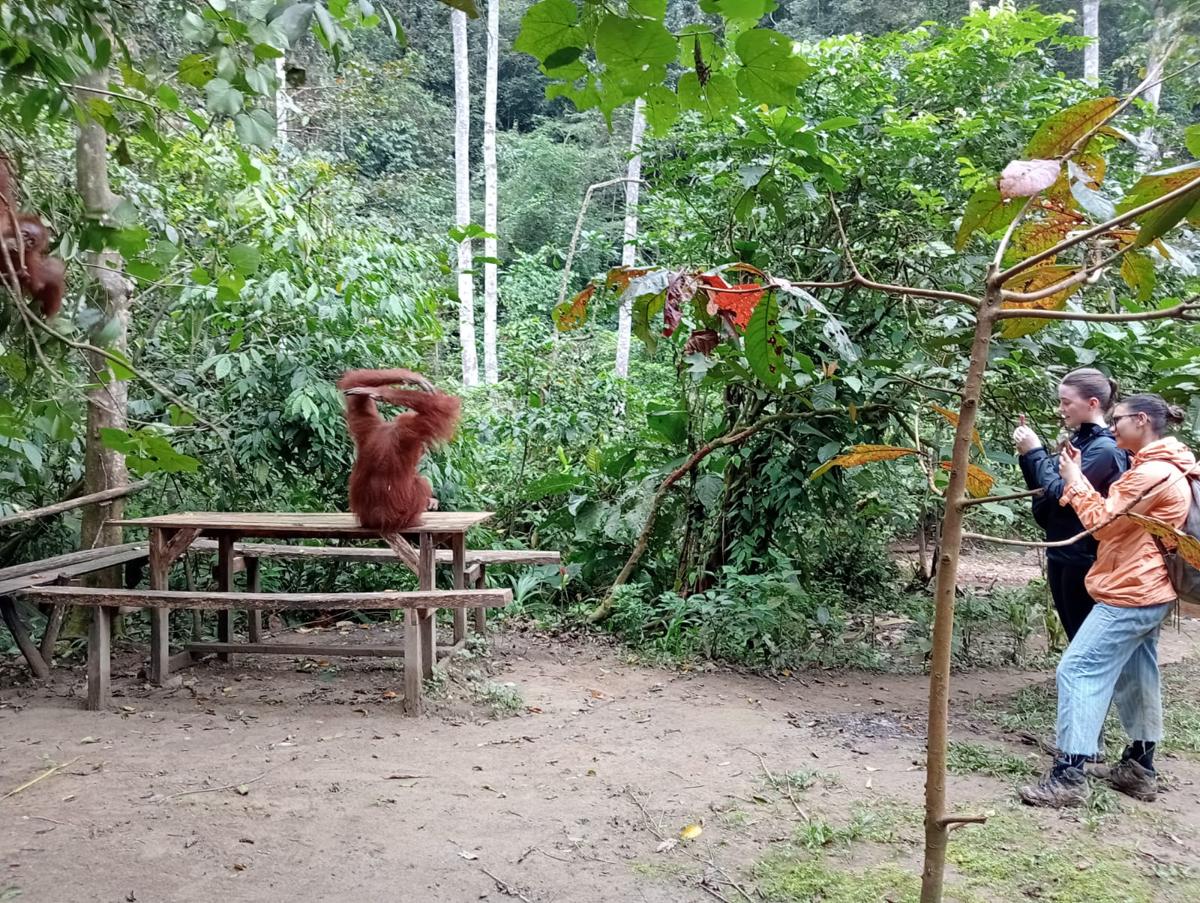 Orangutan Dream Jungle Trek photo 3