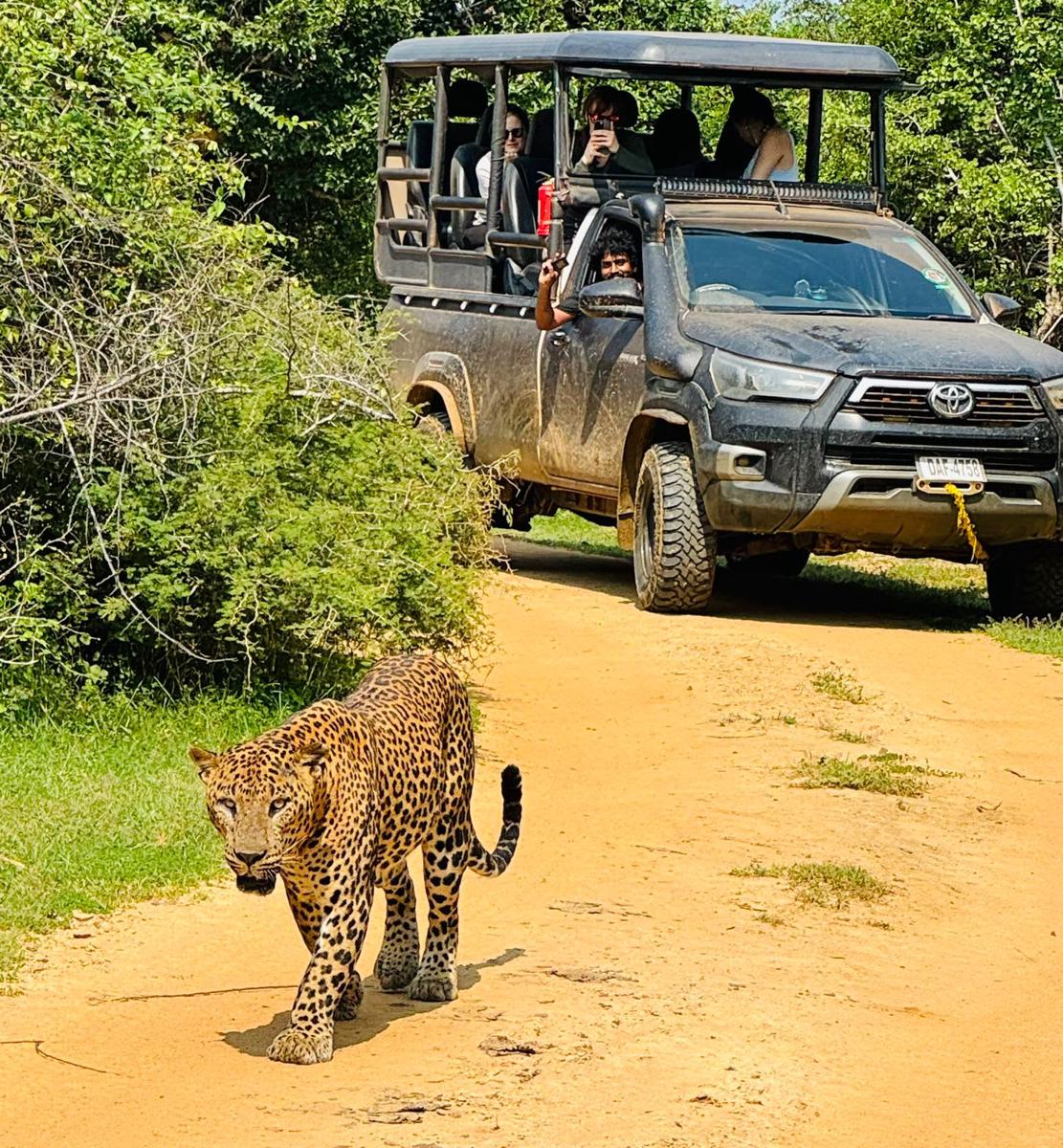 La Safari Inn Yala and Tissamaharama photo 4