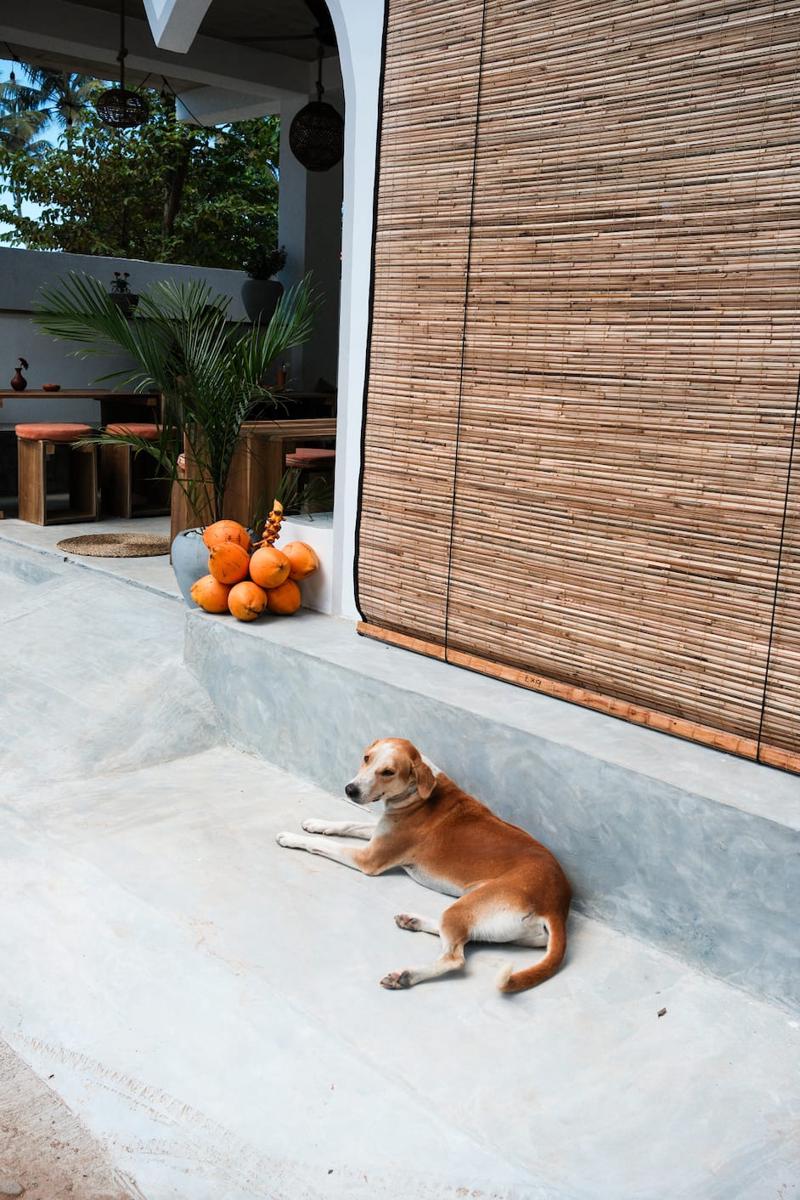 Surfer's Club Hostel photo 2
