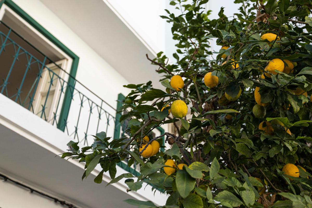 Lemon Hostel Faro photo 3