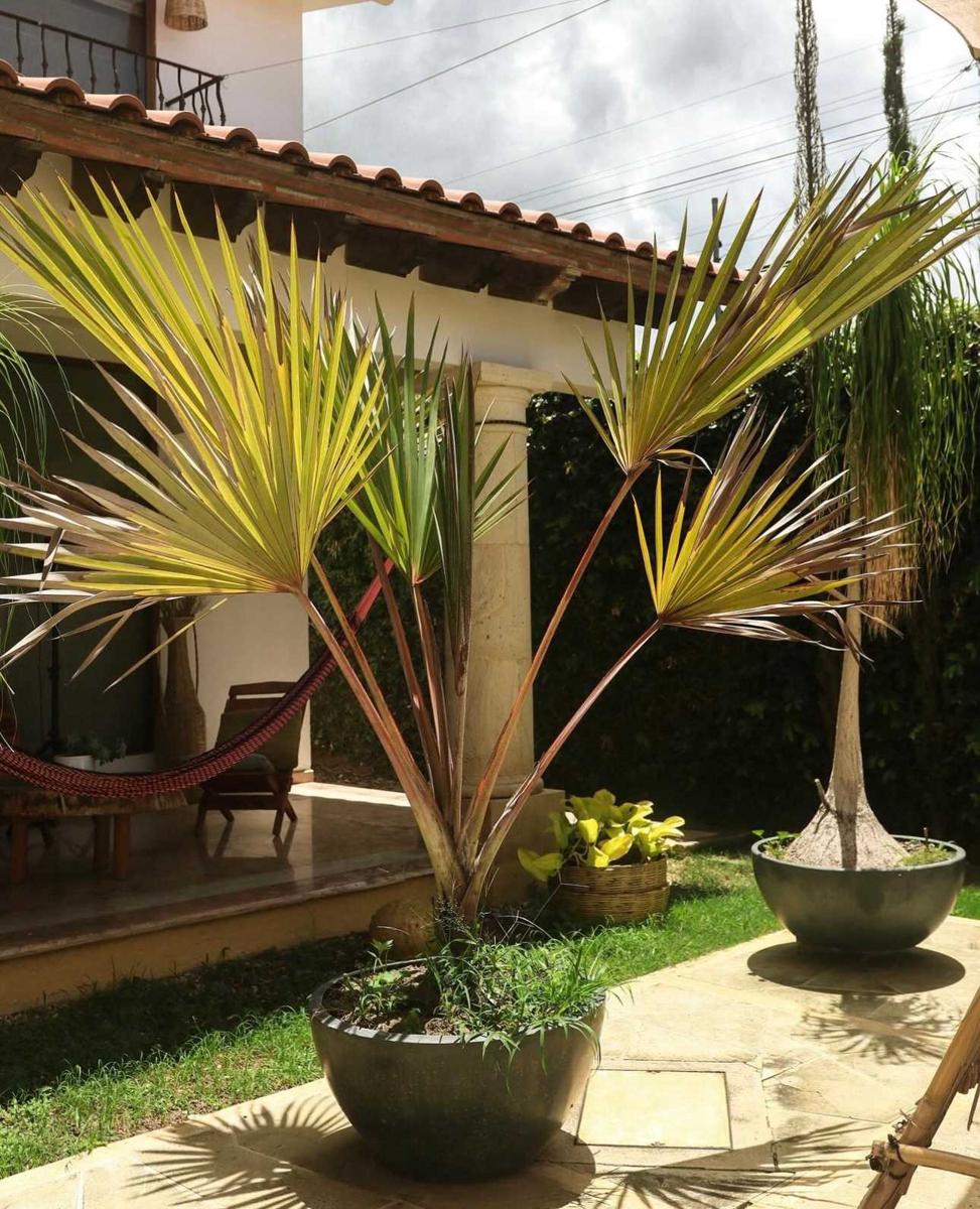 Casa Eunoia Oaxaca photo 2