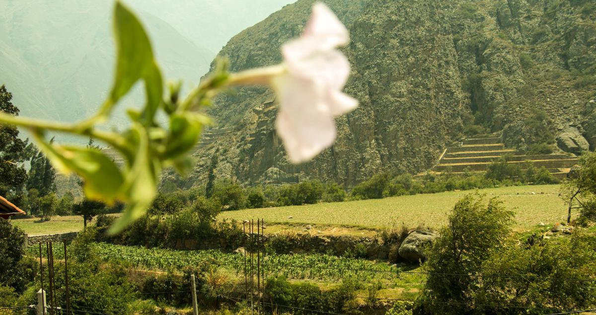 Inka Khawarina Tambo Lodge photo 3
