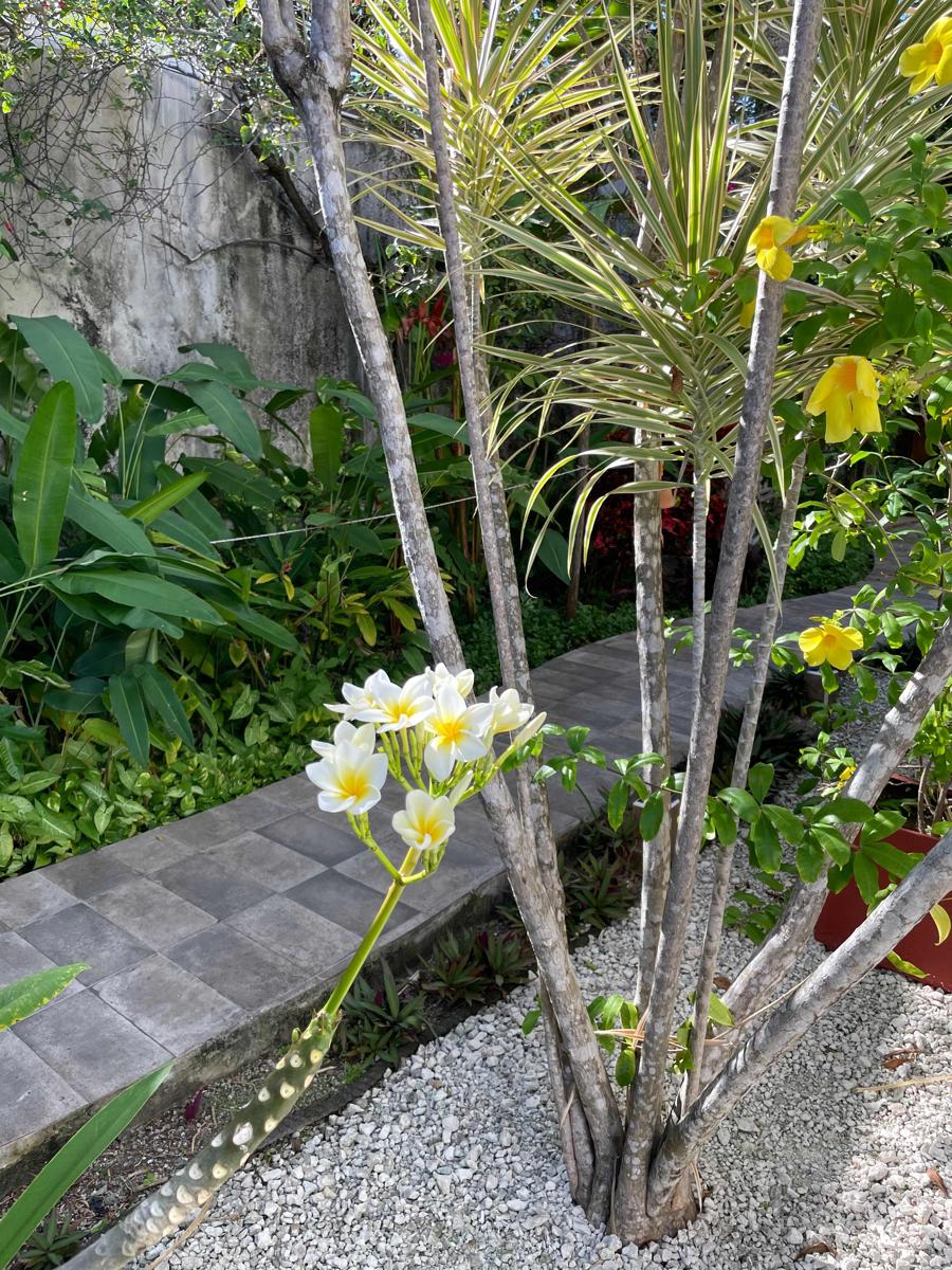 Villa Escondida Cozumel B&B photo 2