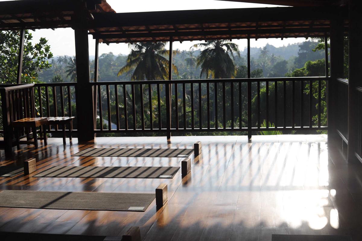 The Jungle View photo 3
