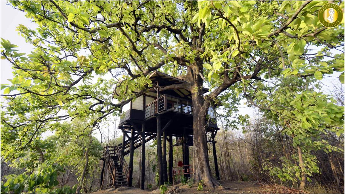 Pench Tree Lodge photo 3