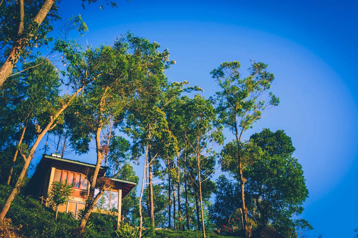 Tea Cottage Resort and Spa photo 3