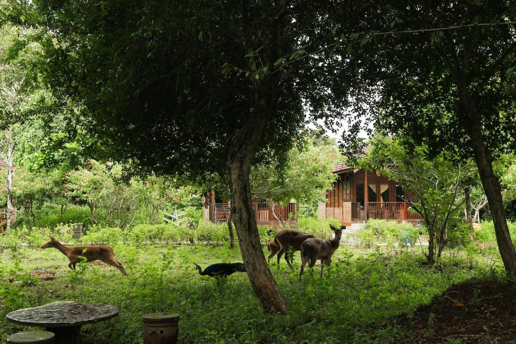 Plengkung Lodge G-Land photo 1