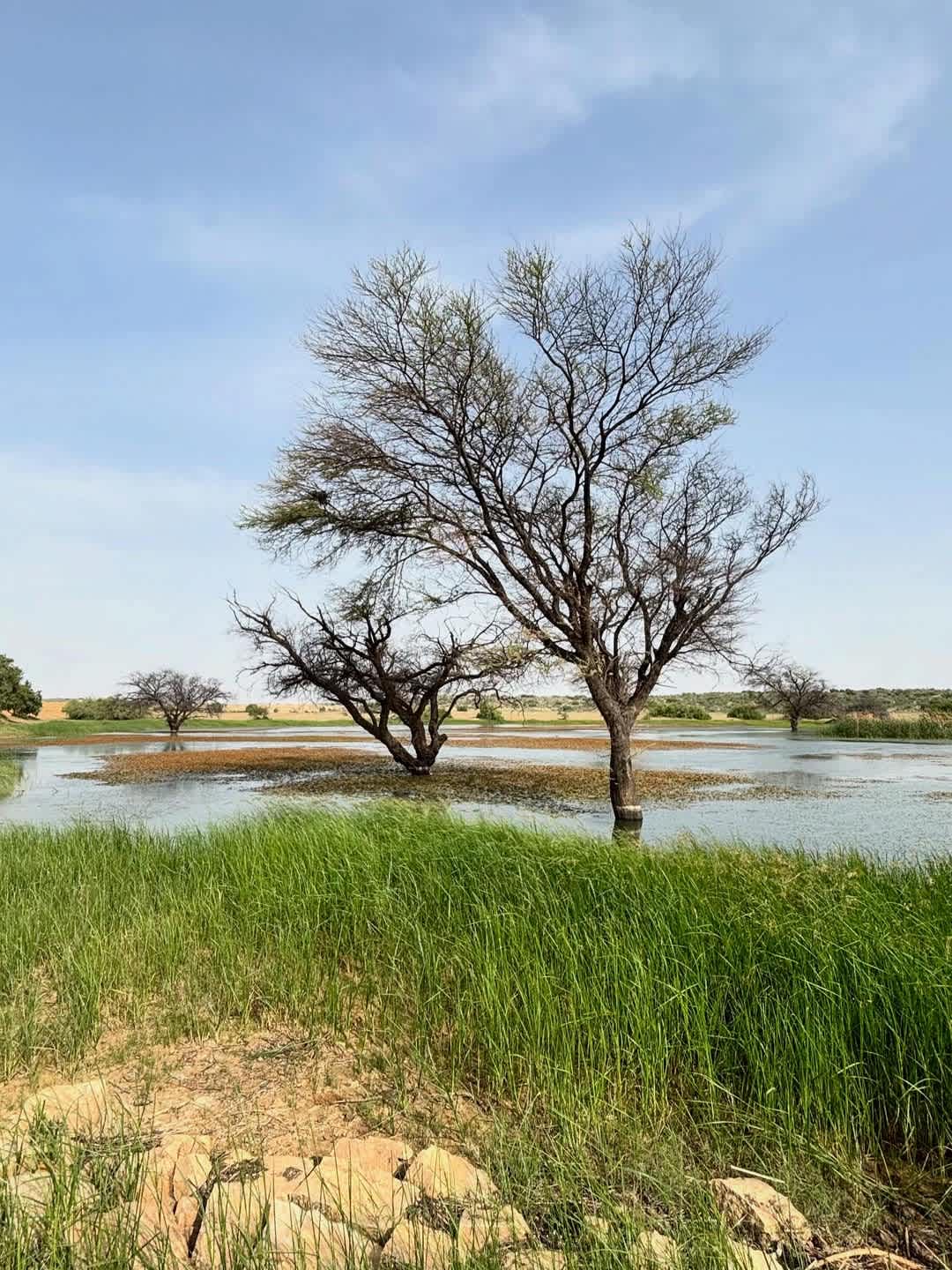 Jaisalmer Rosu Safari photo 2