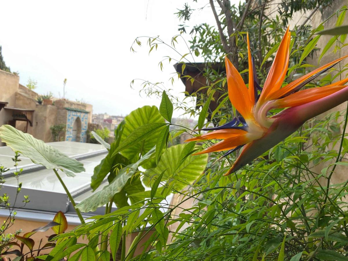 Dar7louyat photo 3
