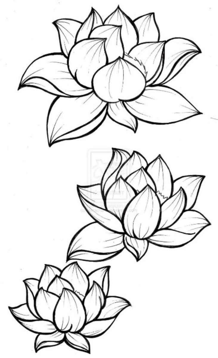 Lotus Hostel photo 1