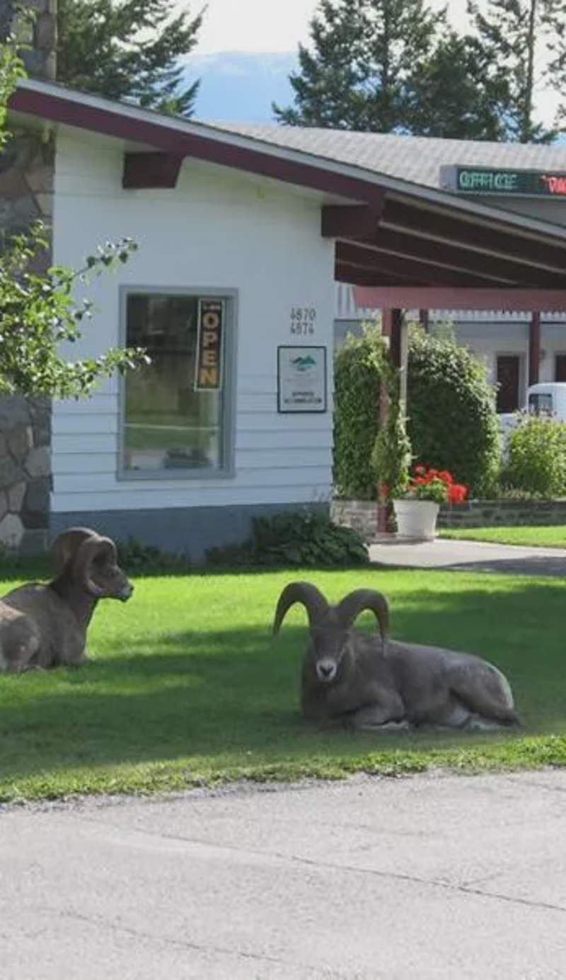 Mountain Springs Motel