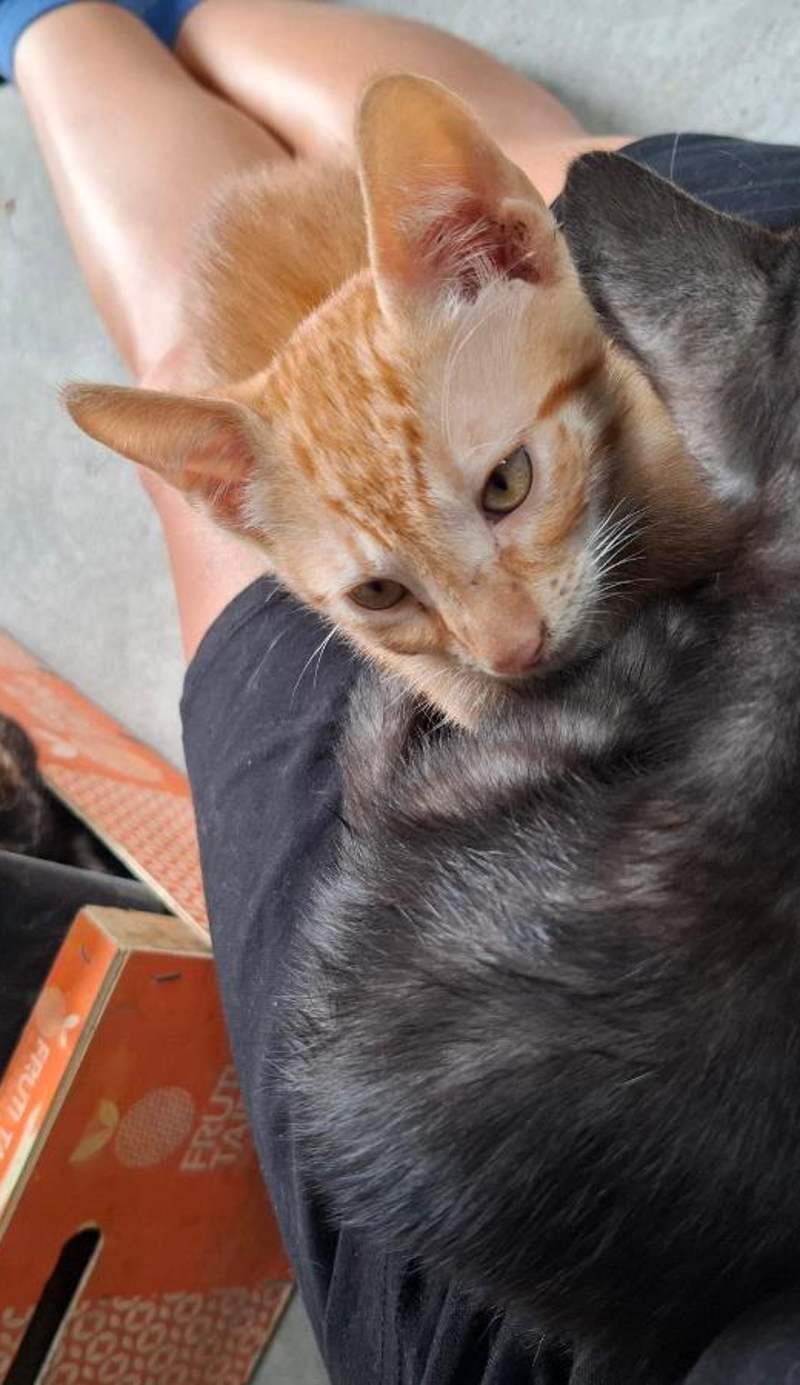 Misurino