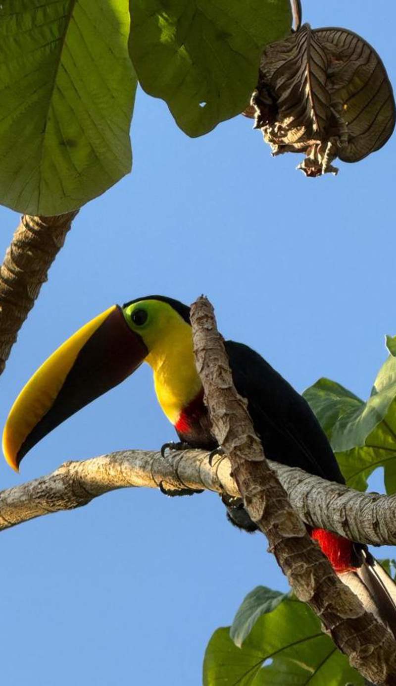 Punta Marenco Lodge