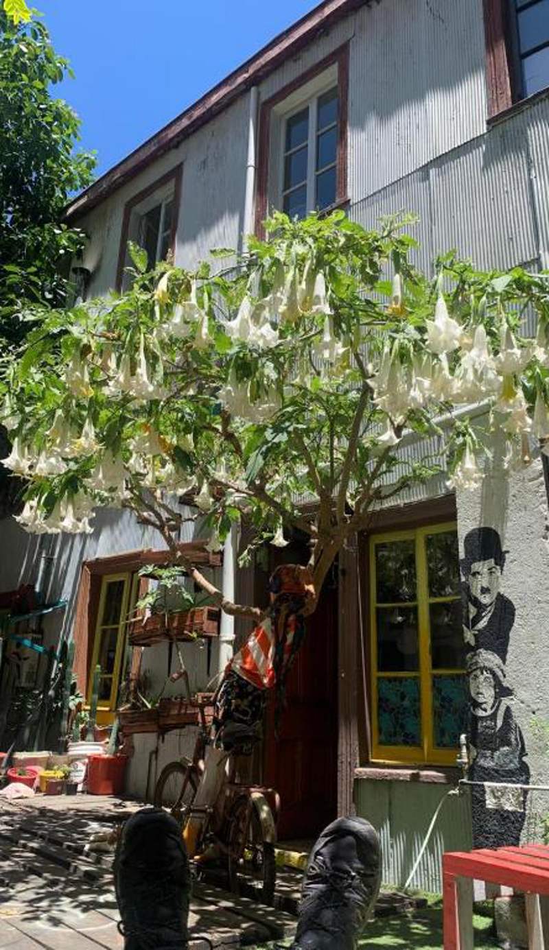 art hostel casa chaman