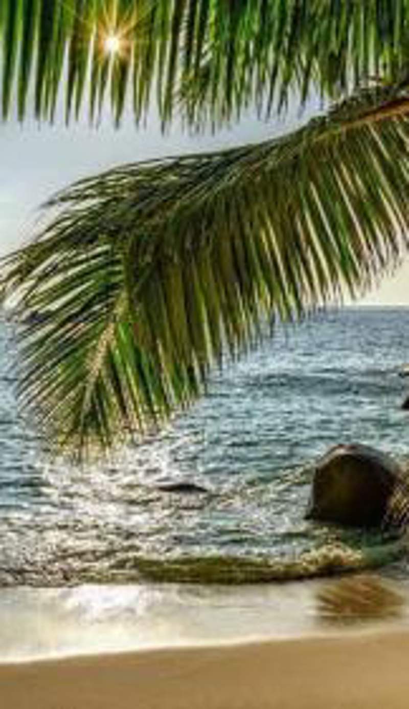 Calangute Beach Palms