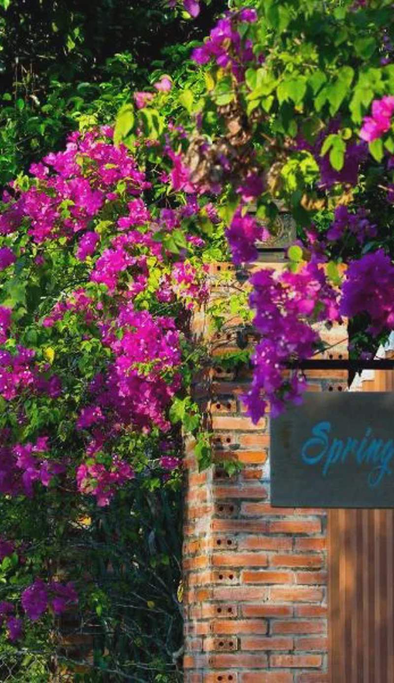 Spring Garden Homestay