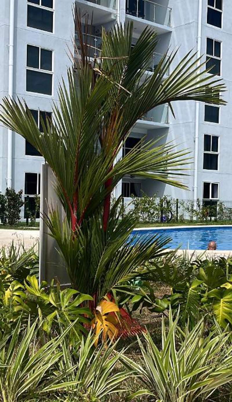 Jaco Beach, Viva Jaco, AC, HOT water, 3 Pools, BBQ, Gym, Co-Work, Games, Ranchos