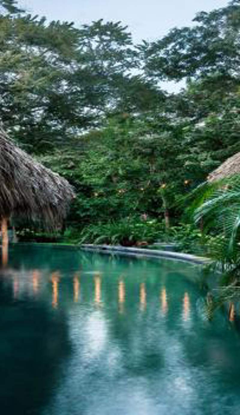 the SPACE. Jungle Oasis