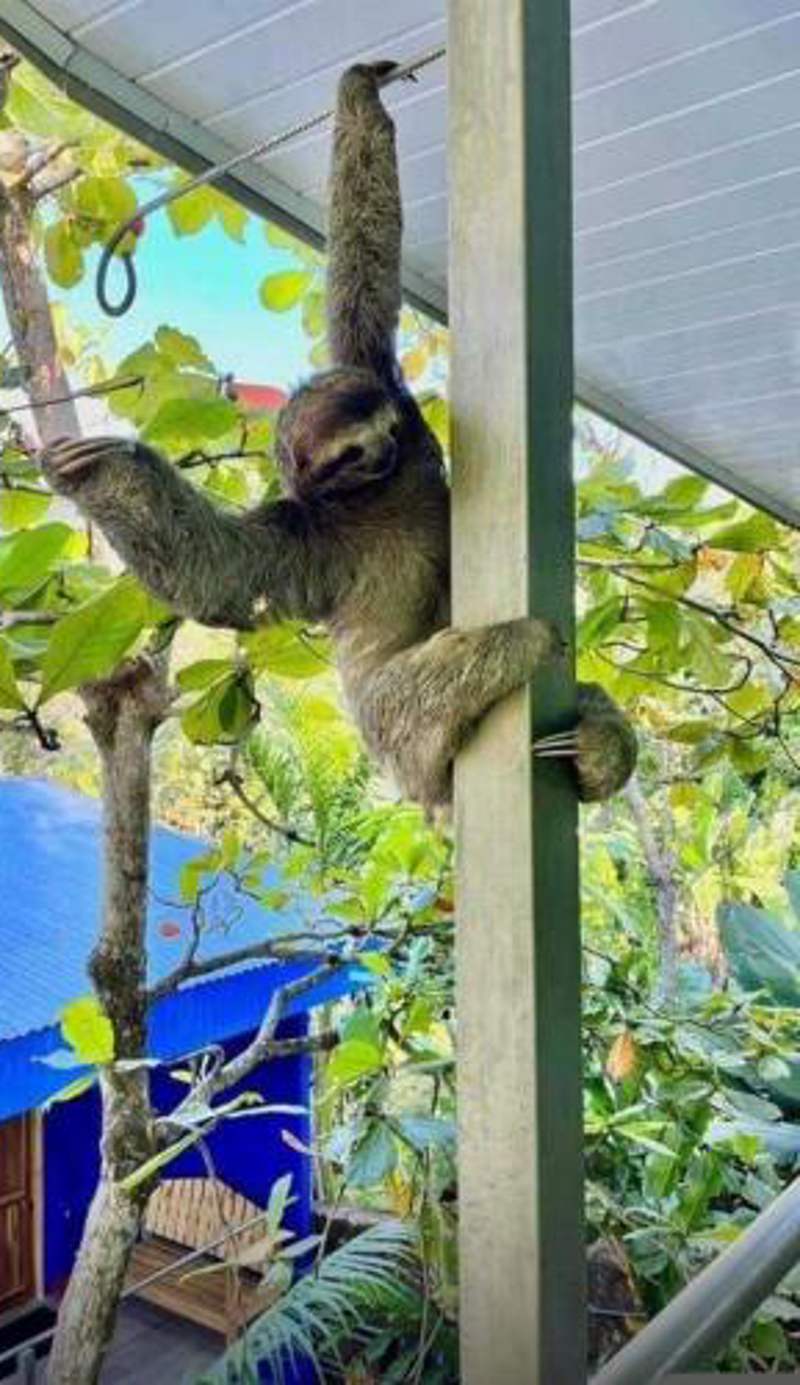Peace of Paradise Breakfast Included Free Manuel Antonio Park Tour