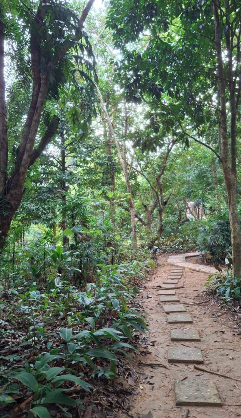 Our Jungle House