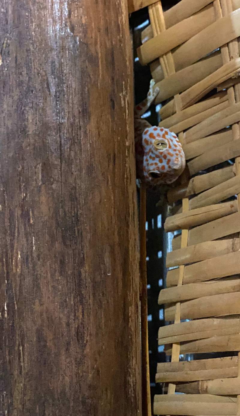 CocoHuts Cambodia