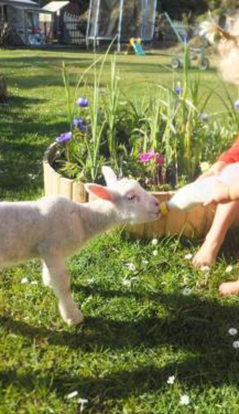 Little Paradise & Petting Farm