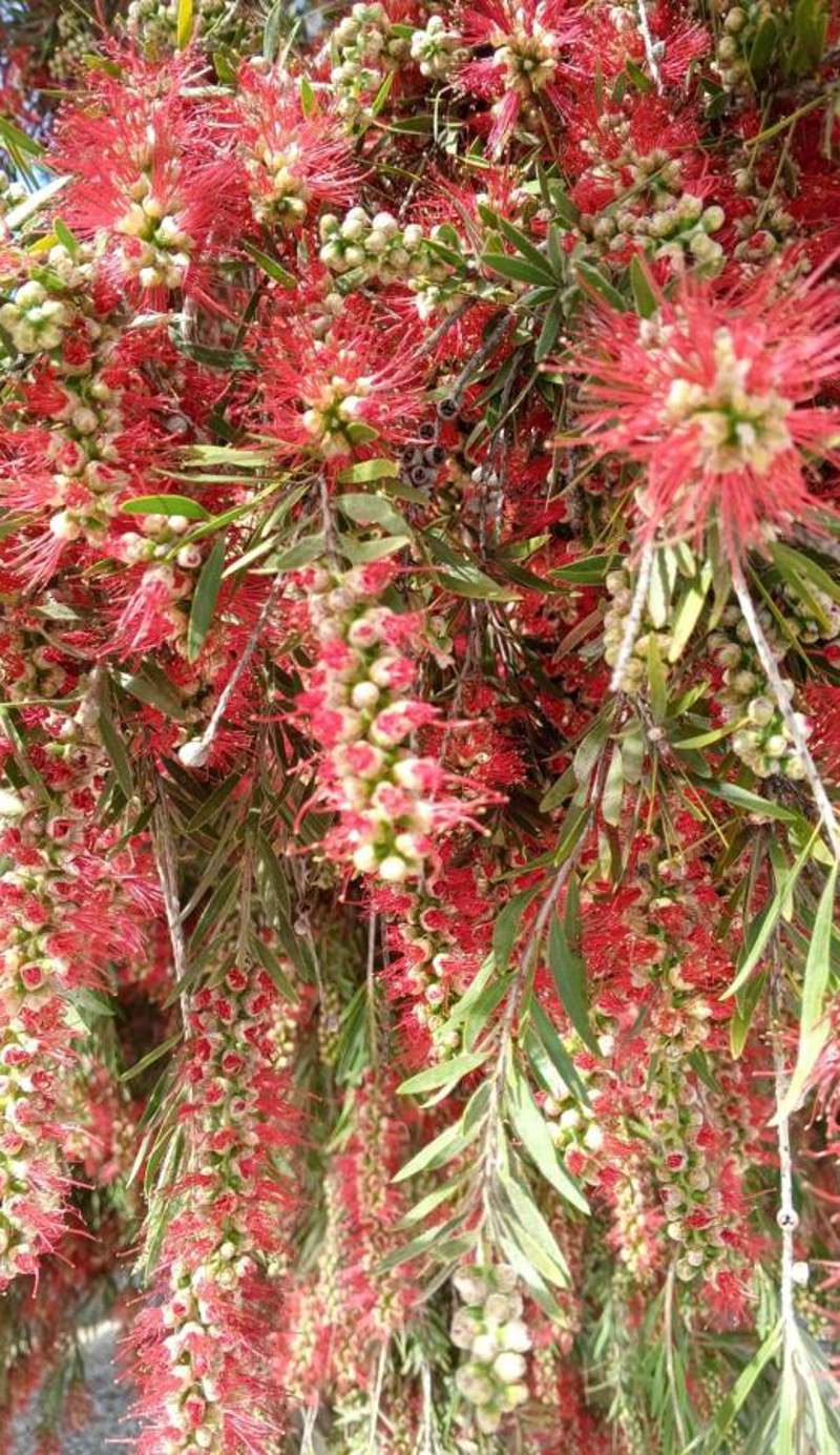 Finca El Limonar