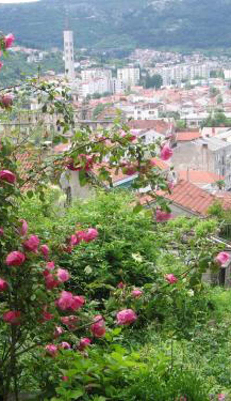 Guesthouse Panorama