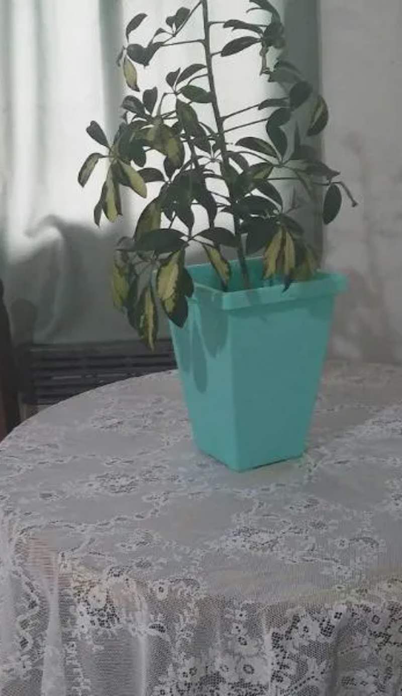 La casita del parque