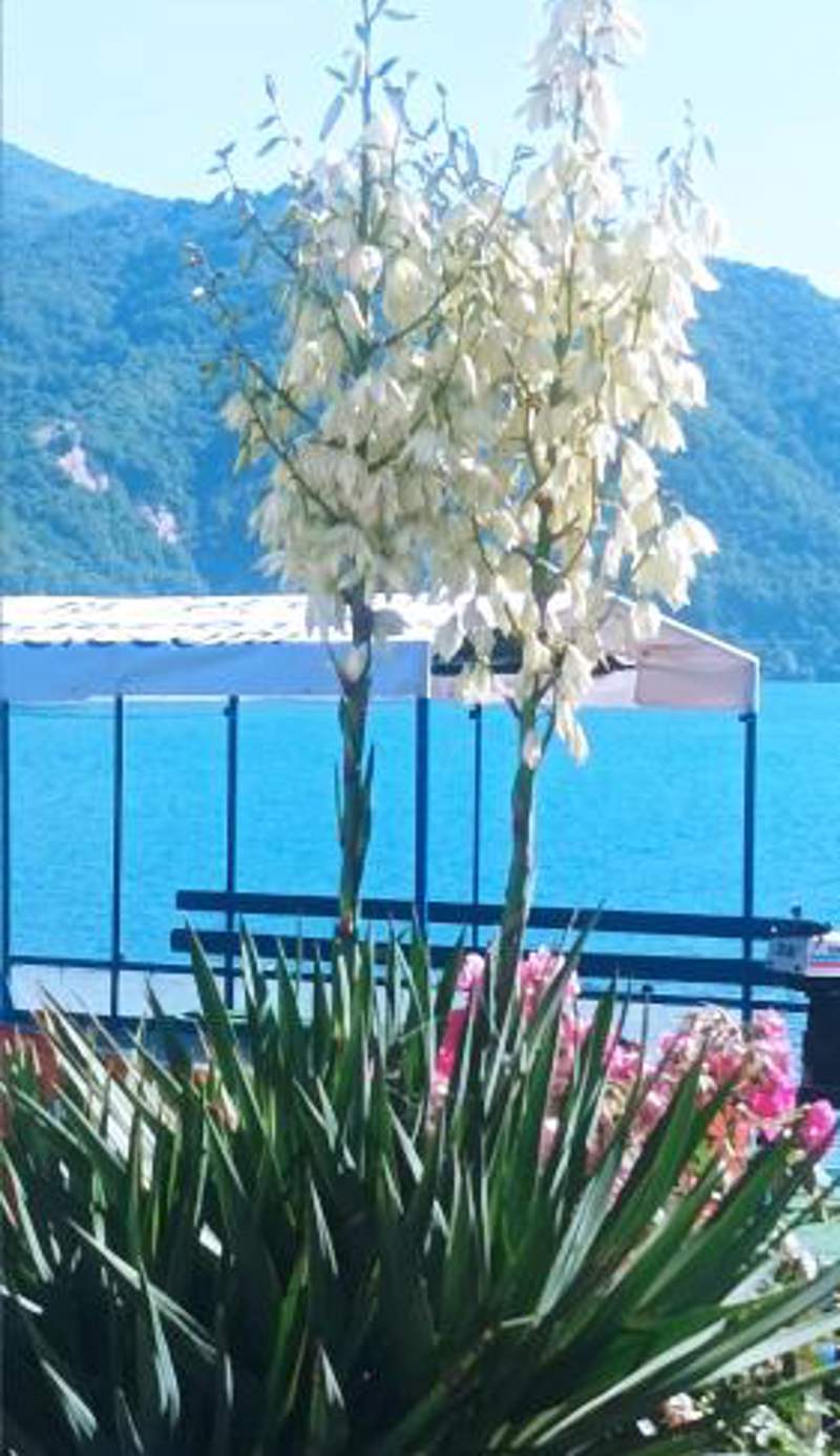 Dina apartman Jablaničko jezero
