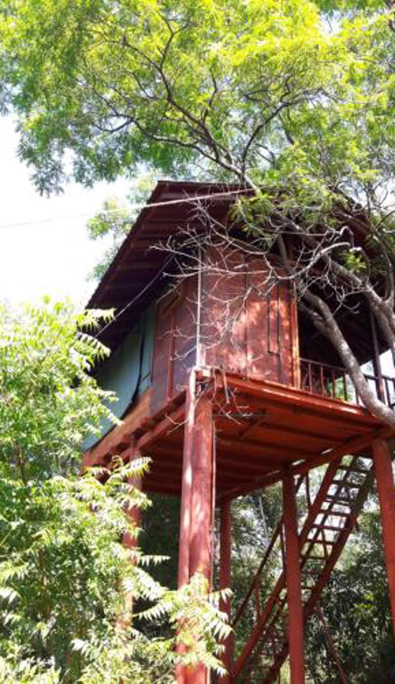 Dambulla Tree House